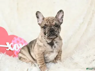 French Bulldog dogs Havana - Ad 6