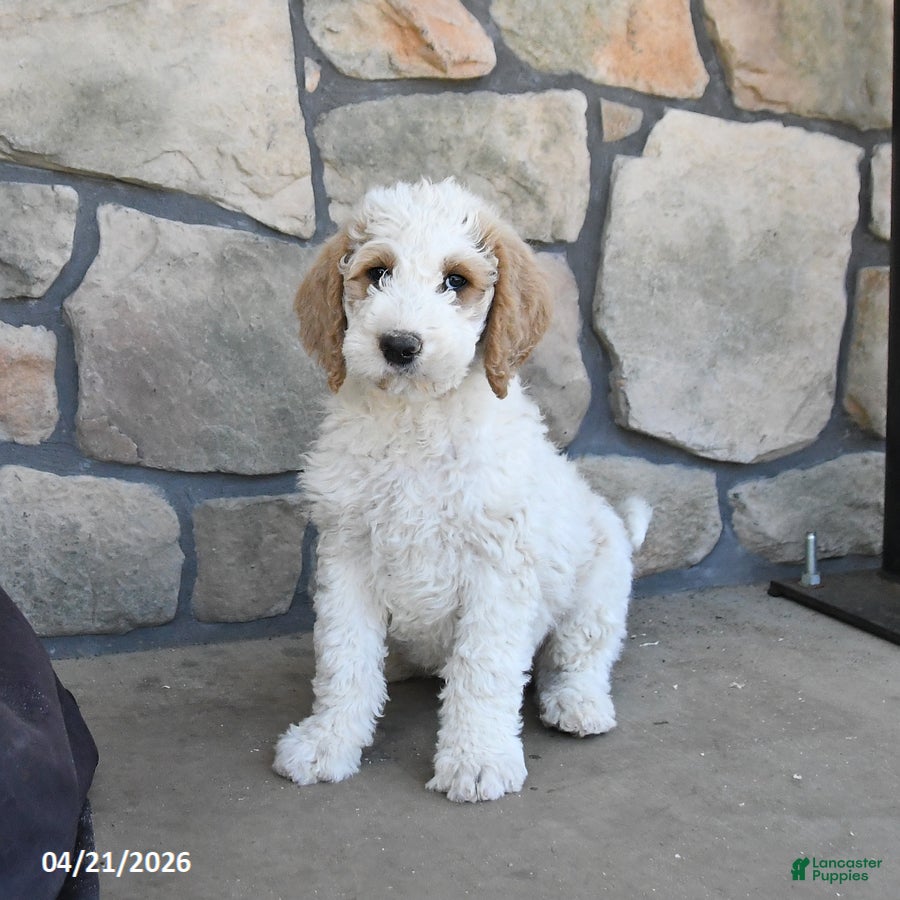 Labradoodle dogs Maple   - Ad 2