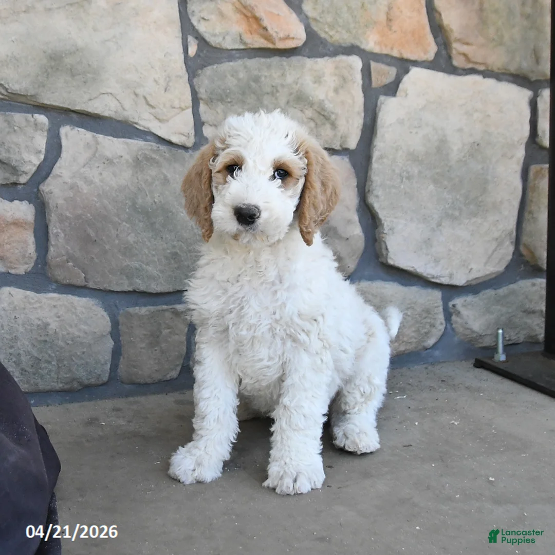 Labradoodle dogs for sale: Maple   - Ad 2