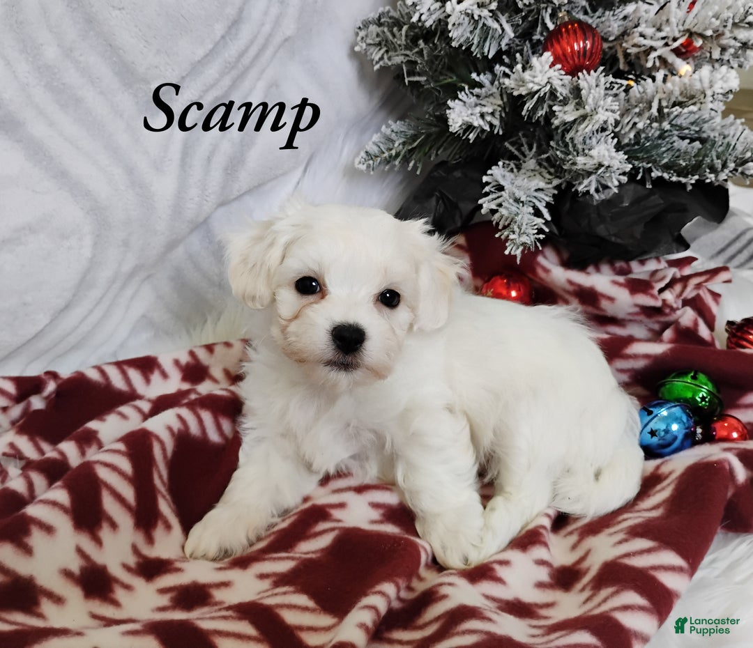 Mixed Breed dogs for sale: Scamp - Ad 1