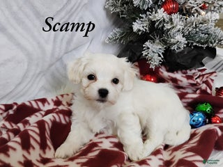 Mixed Breed dogs Scamp - Ad 16