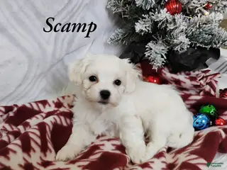 Mixed Breed dogs Scamp - Ad 27