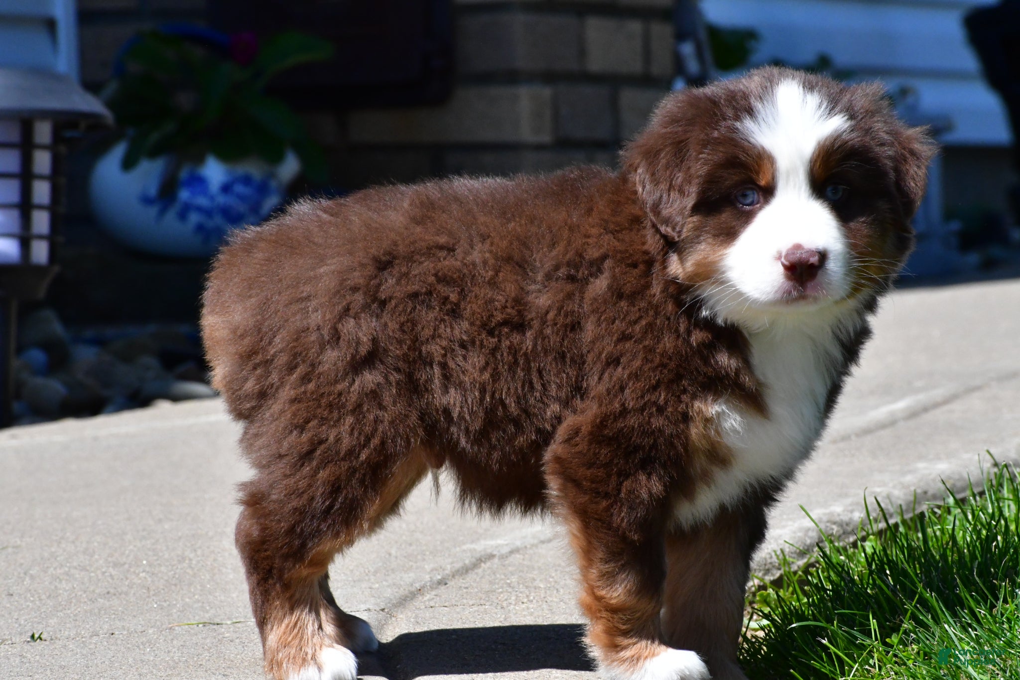 Miniature Australian Shepherd dogs for sale: Champ - Ad 9