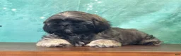 Shih Tzu dogs for sale: Hann - Ad 3
