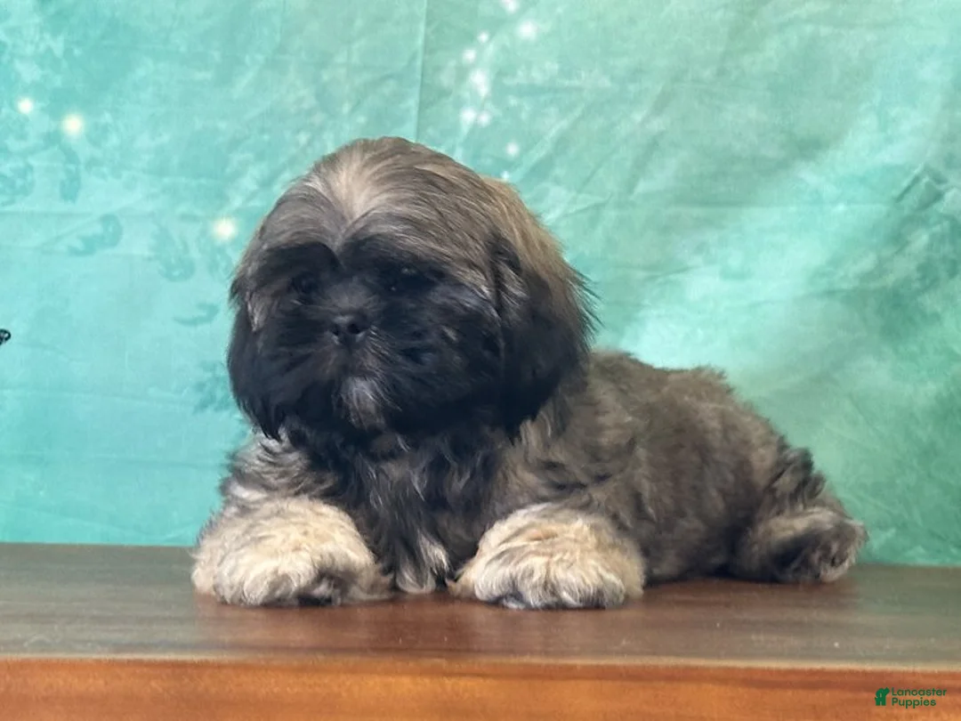 Shih Tzu dogs for sale: Hann - Ad 3