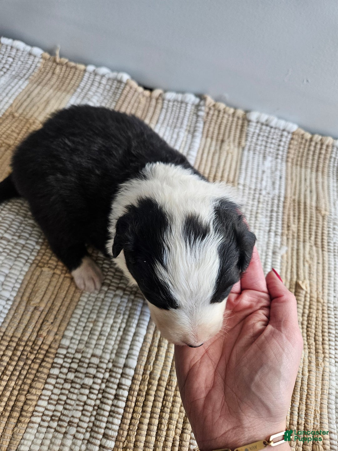 Australian Shepherd dogs for sale: Cooper - Ad 4