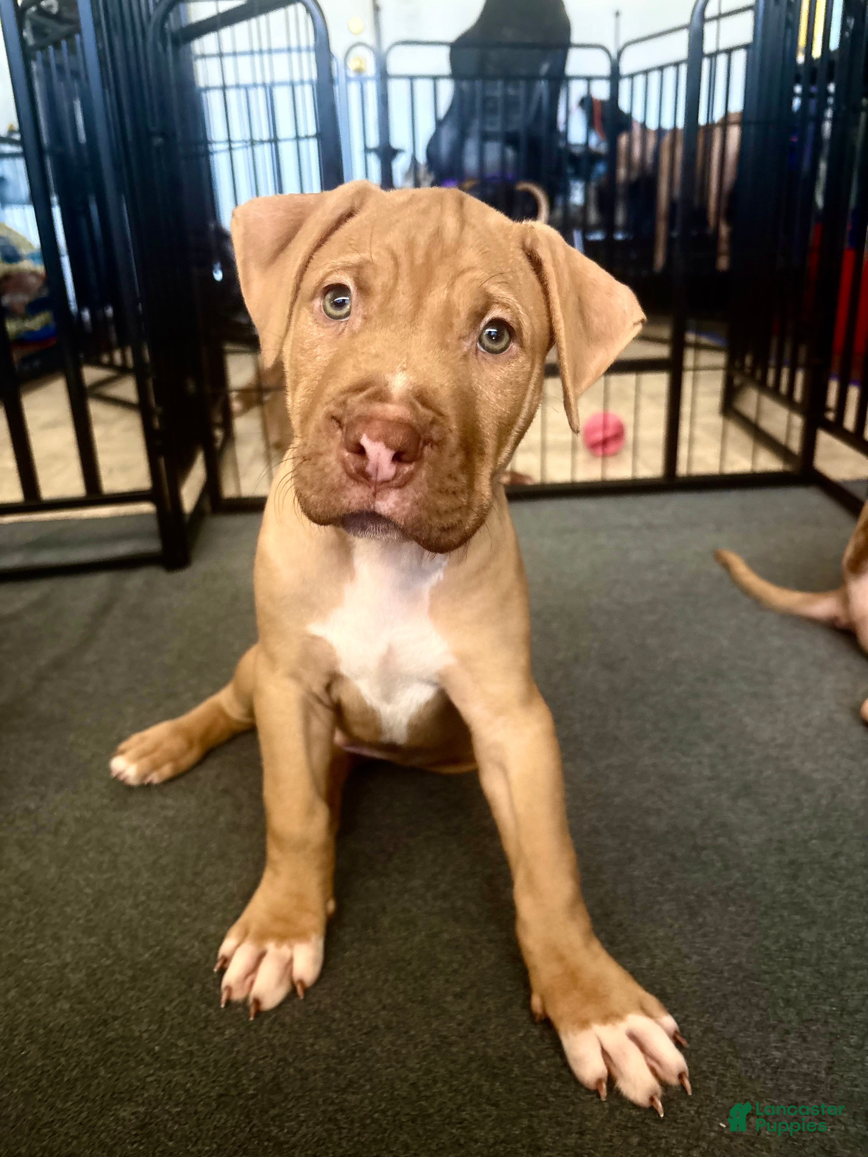 American Pit Bull Terrier dogs Dollar (UKC and ADBA) - Ad 9