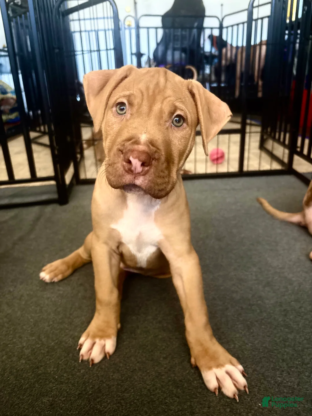 American Pit Bull Terrier dogs for sale: Dollar (UKC and ADBA) - Ad 1