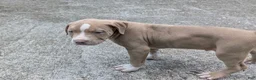 American Bully dogs for sale: King - Ad 4