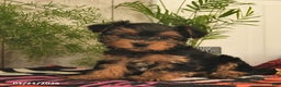 Yorkshire Terrier dogs for sale: Rusty  - Ad 2