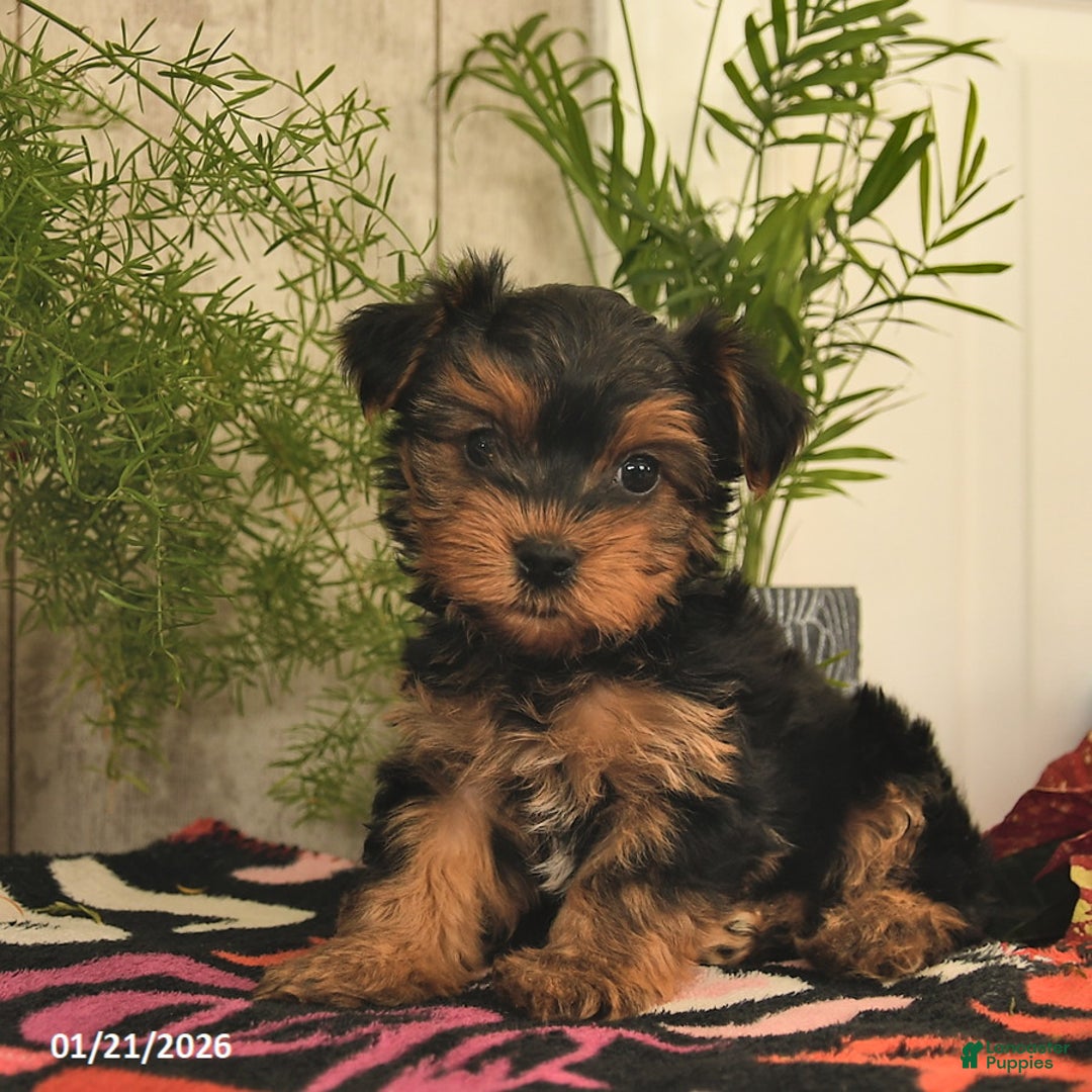 Yorkshire Terrier dogs for sale: Rusty  - Ad 2