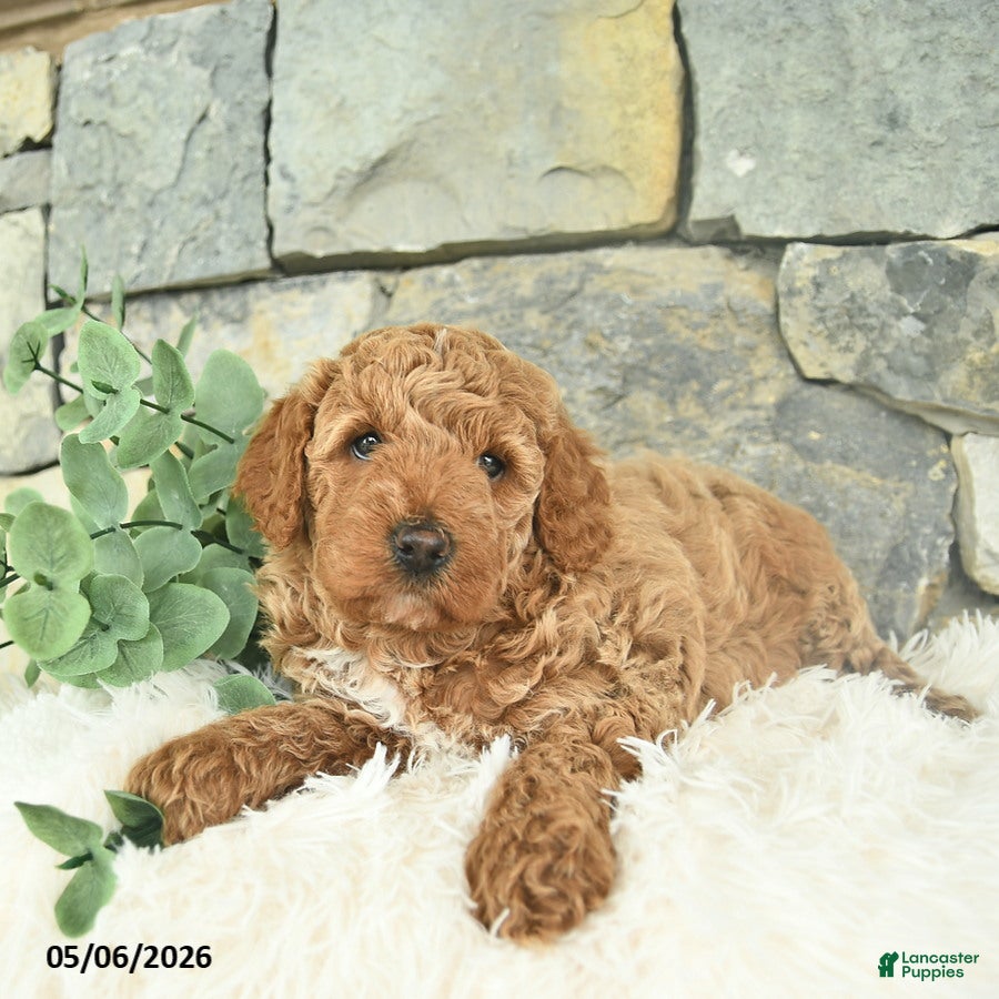 Mini Goldendoodle dogs Rebel - Ad 2