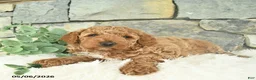 Mini Goldendoodle dogs for sale: Rebel - Ad 2