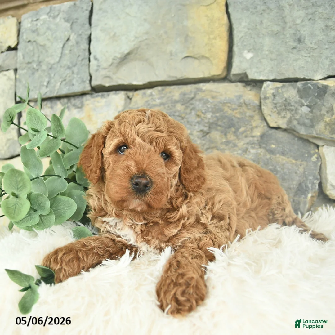 Mini Goldendoodle dogs for sale: Rebel - Ad 2