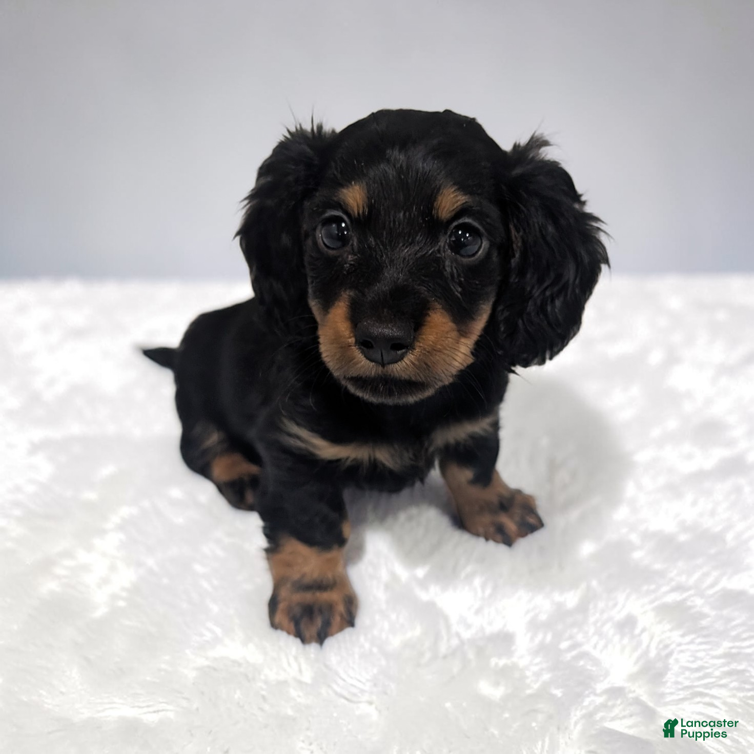 Miniature Dachshund dogs Porter - Ad 1