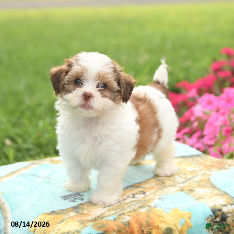 Shihpoo dogs Jellybean - Ad 1