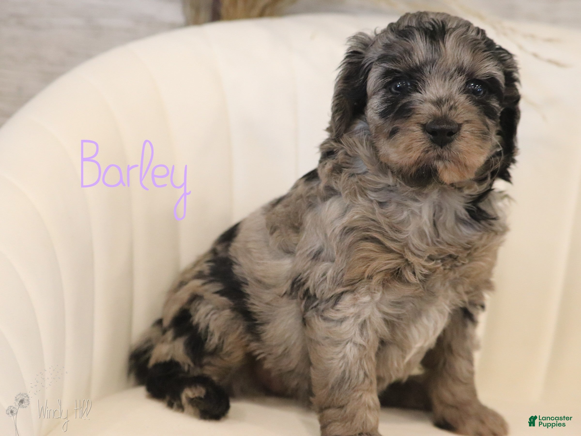 Mini Aussiedoodle dogs Barley - Ad 32
