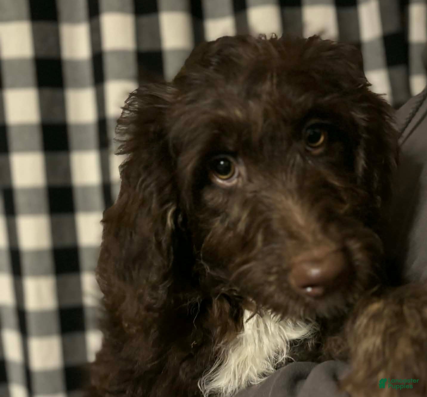 Mini Aussiedoodle dogs Mini Aussiedoodle Puppy 6 - Ad 21