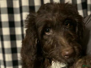 Mini Aussiedoodle dogs Mini Aussiedoodle Puppy 6 - Ad 21