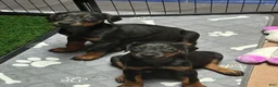 Doberman Pinscher dogs for sale: Doberman Pinscher 1 - Ad 1