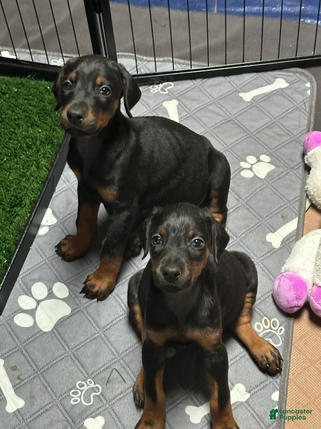 Doberman Pinscher dogs for sale: Doberman Pinscher 1 - Ad 1