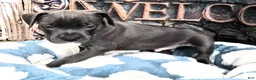 American Bully dogs for sale: "DMX" LAST ONE - Ad 3