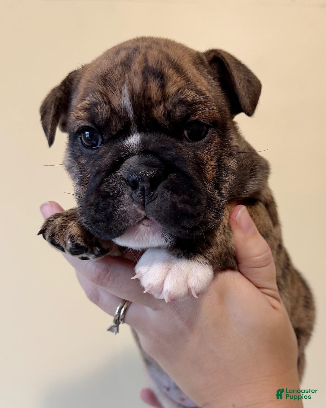 English Bulldog dogs for sale: Maple - Ad 6