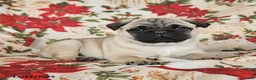 Pug dogs for sale: Charm  - Ad 4