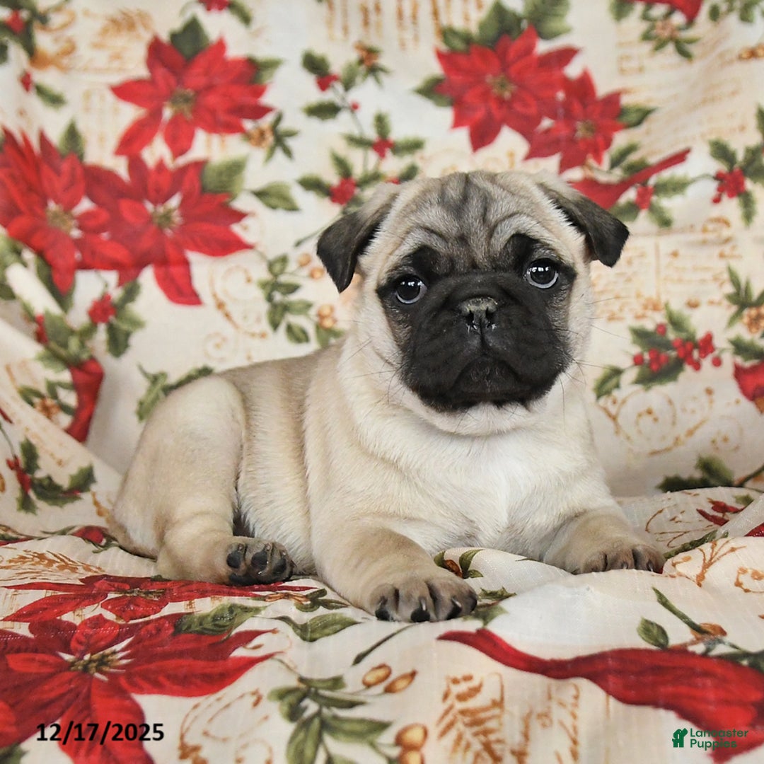 Pug dogs for sale: Charm  - Ad 4