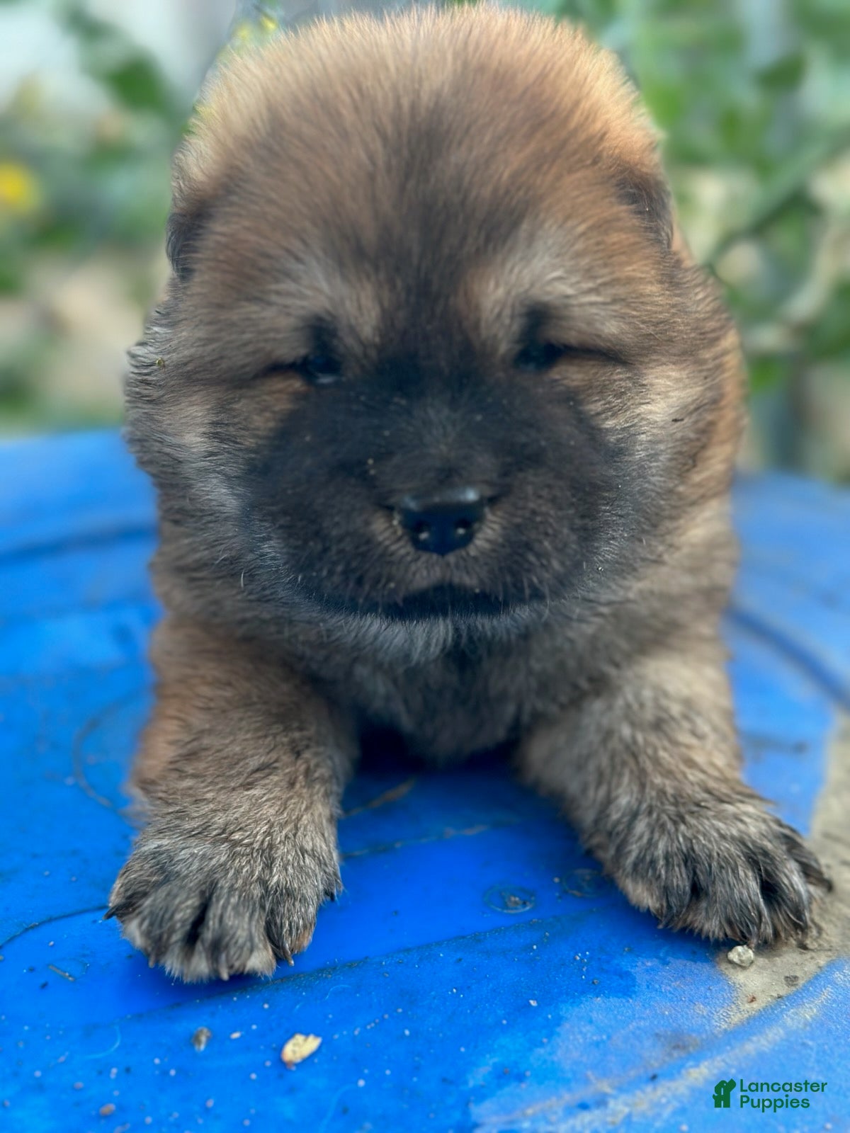 Chow Chow dogs for sale: The Lioness FEMALE - Ad 2