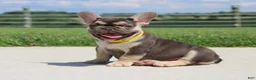 French Bulldog dogs for sale: Winston - Ad 4