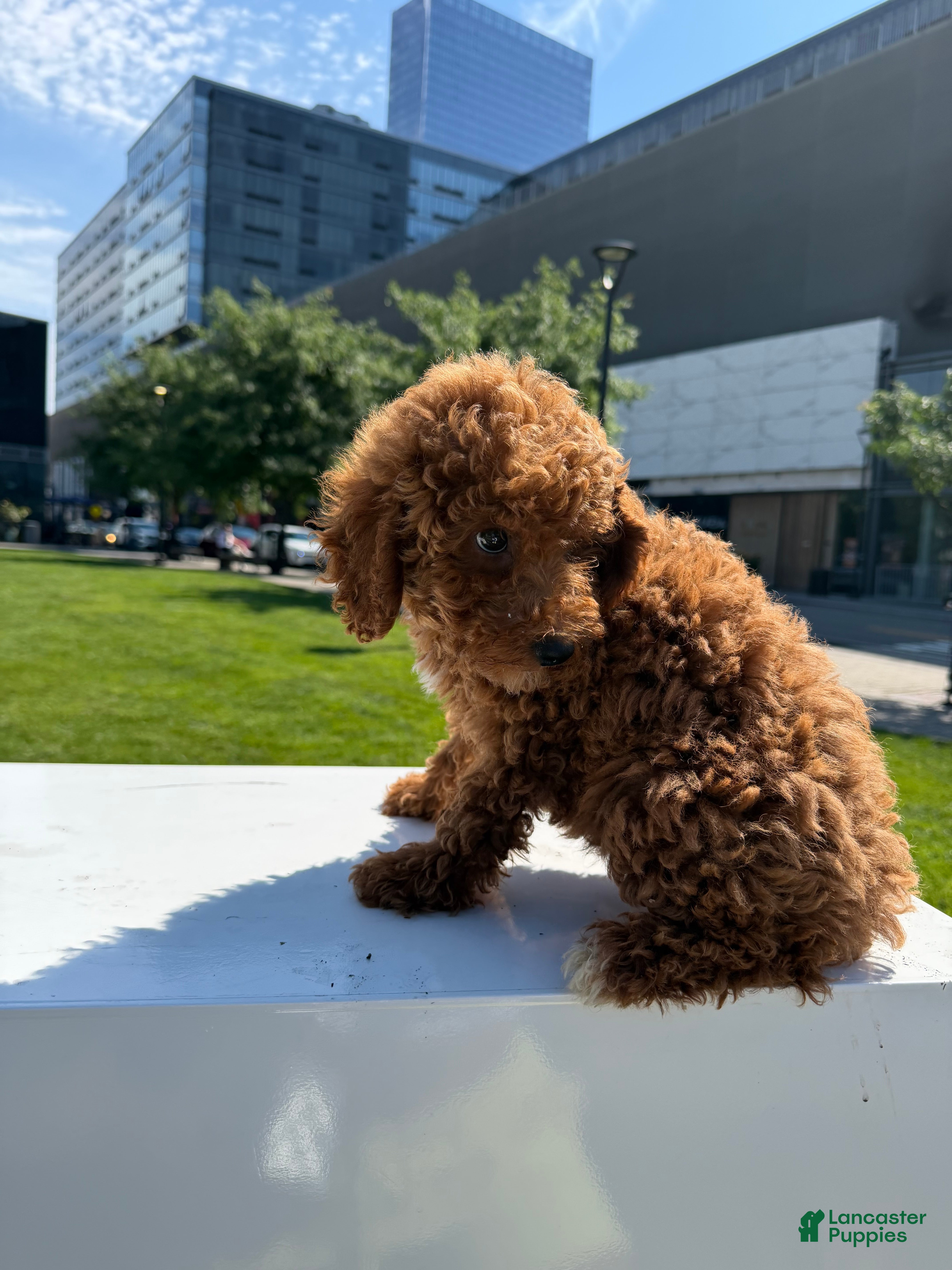 Miniature Poodle dogs Mini Bella - Ad 2