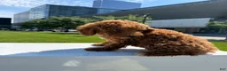 Miniature Poodle dogs for sale: Mini Bella - Ad 2
