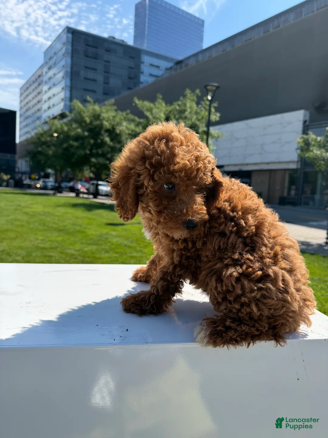Miniature Poodle dogs for sale: Mini Bella - Ad 2