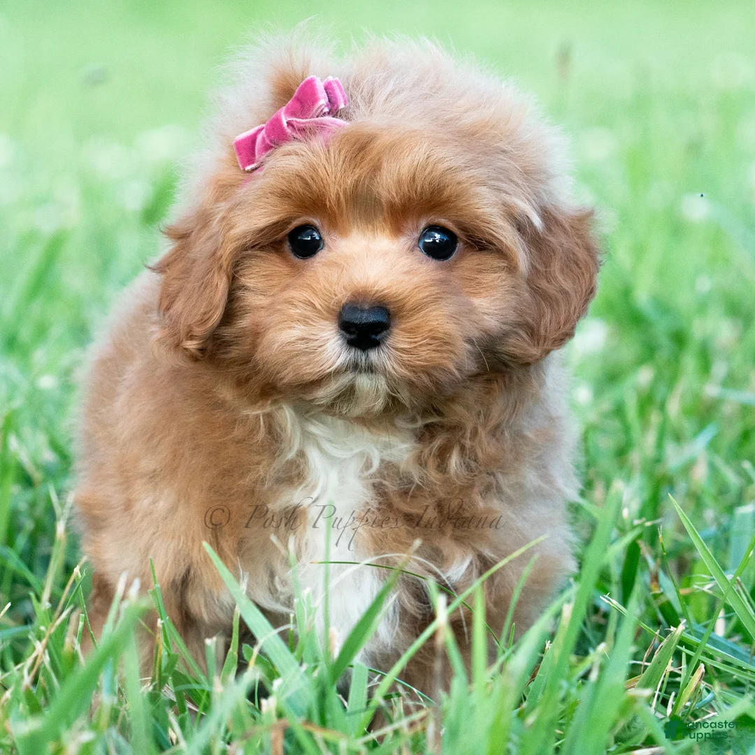 Maltipoo dogs for sale: Iris - Ad 5