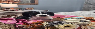 English Springer Spaniel 2