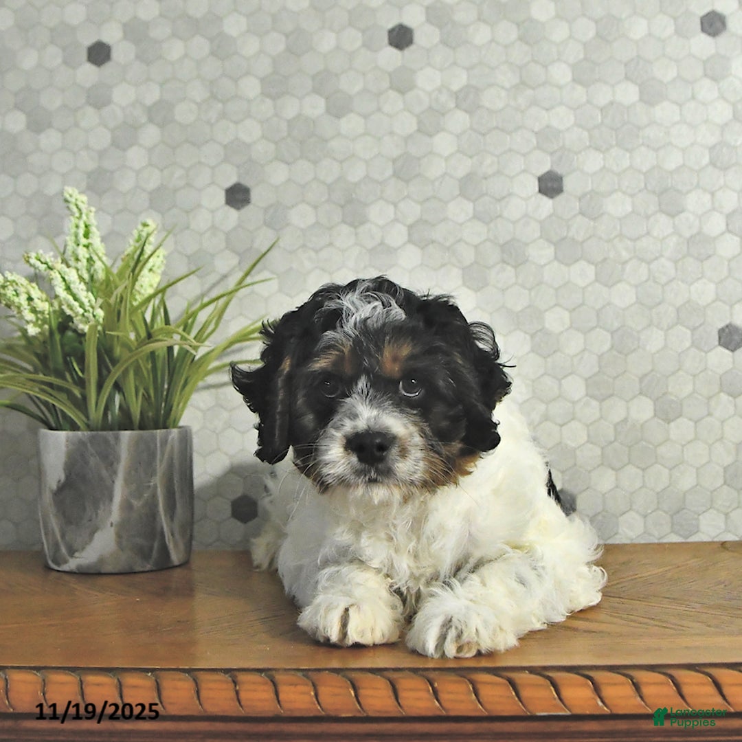 Cavapoo dogs for sale: Spot - Ad 5