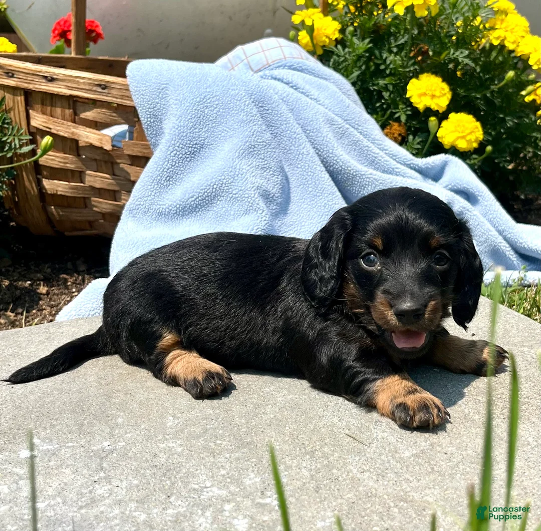 Dachshund dogs for sale: Petals❤️ACA Long Haired🐾Text or call to schedule a playdate - Ad 1