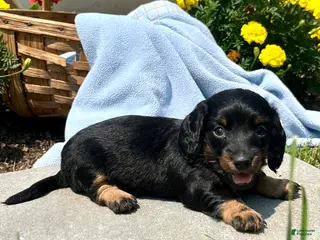 Dachshund dogs Petals❤️ACA Long Haired🐾Text or call to schedule a playdate - Ad 4