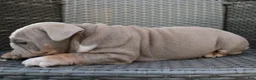 English Bulldog dogs for sale: Brody  - Ad 7