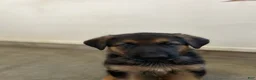 German Shepherd dogs for sale: Stormy Gale - Ad 9