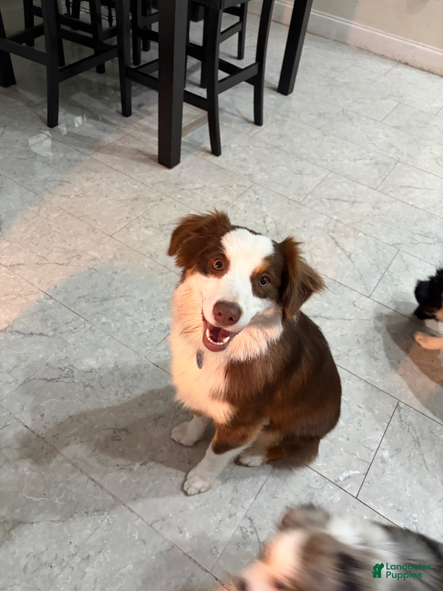 Australian Shepherd dogs Australian Shepherd Puppy 1 - Ad 1