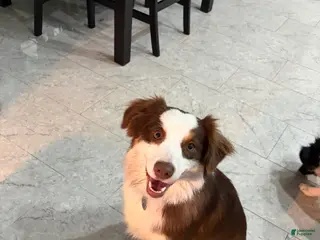 Australian Shepherd dogs for sale: Australian Shepherd Puppy 1 - Ad 1