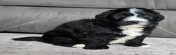 Mini Bernedoodle dogs for sale: Mini Blaze - Ad 11