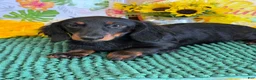 Miniature Dachshund dogs for sale: Gabe - Ad 2