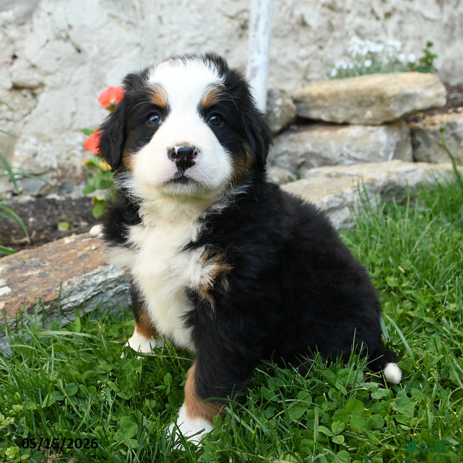 Bernese Mountain Dog dogs Edelweiss - Ad 1