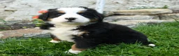 Bernese Mountain Dog dogs for sale: Edelweiss - Ad 1
