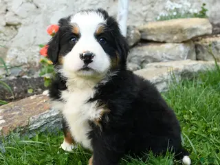 Bernese Mountain Dog dogs for sale: Edelweiss - Ad 1