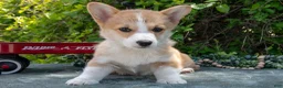Welsh Corgi Pembroke dogs for sale: Button - Ad 3
