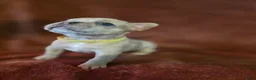 French Bulldog dogs for sale: Scrappie - Ad 7
